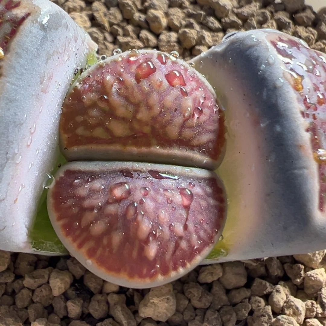 310多肉植物百科植物