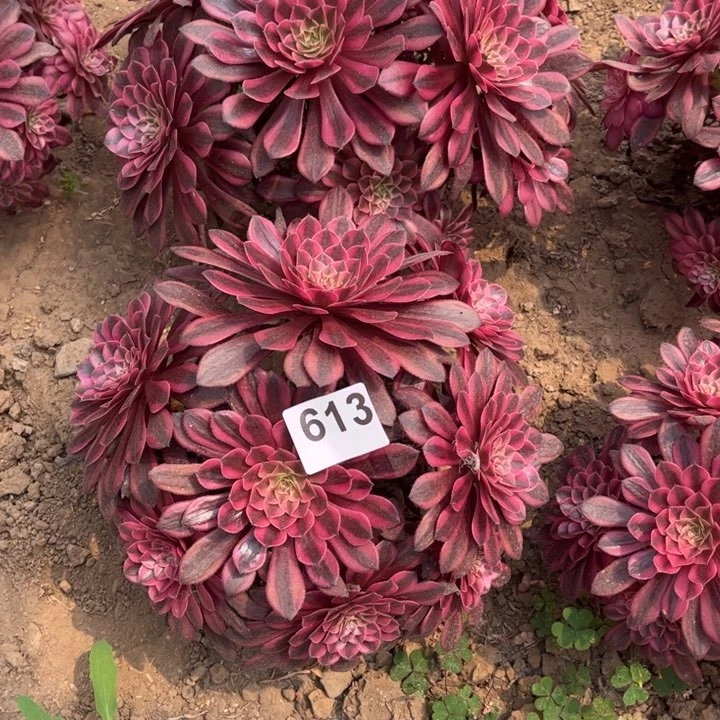 黑铜白613不包断枝