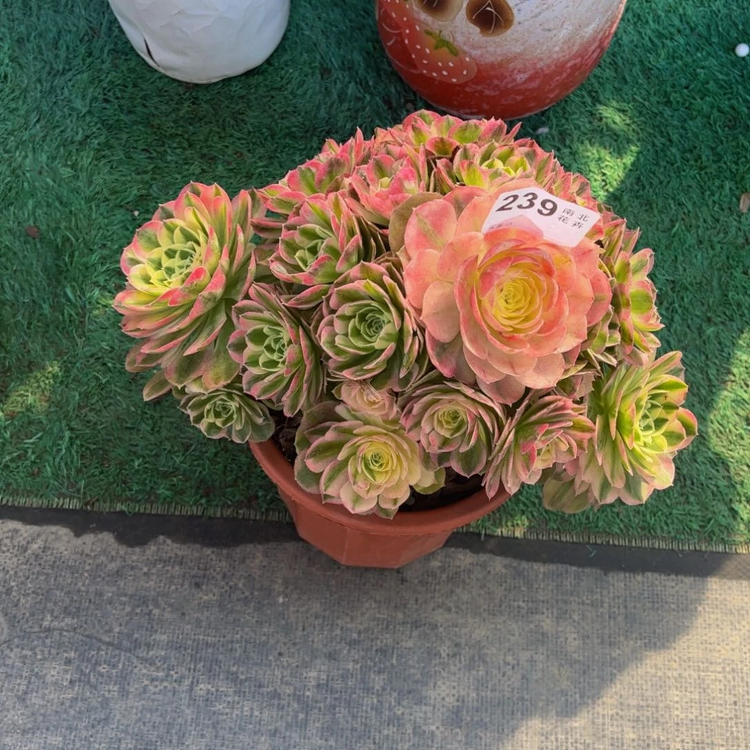 多肉玉滋000000239