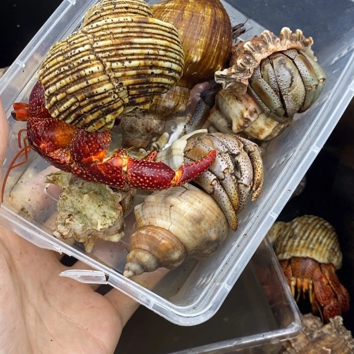 一只斐济草莓4只马岛深紫