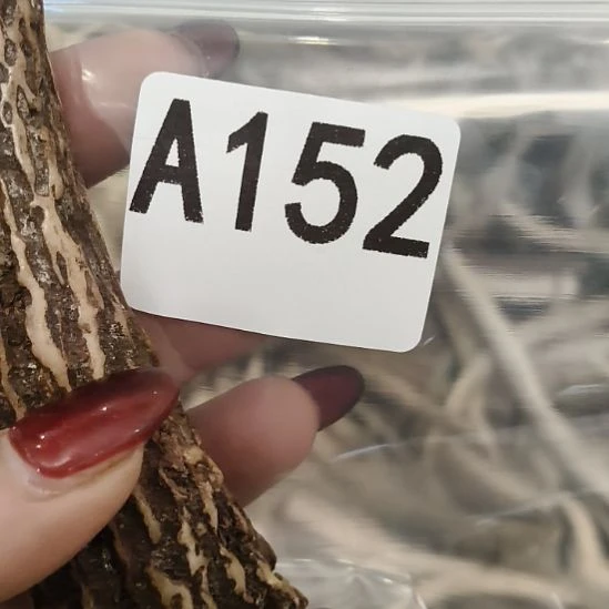 *****鹿角鹿角鹿角鹿角鹿角