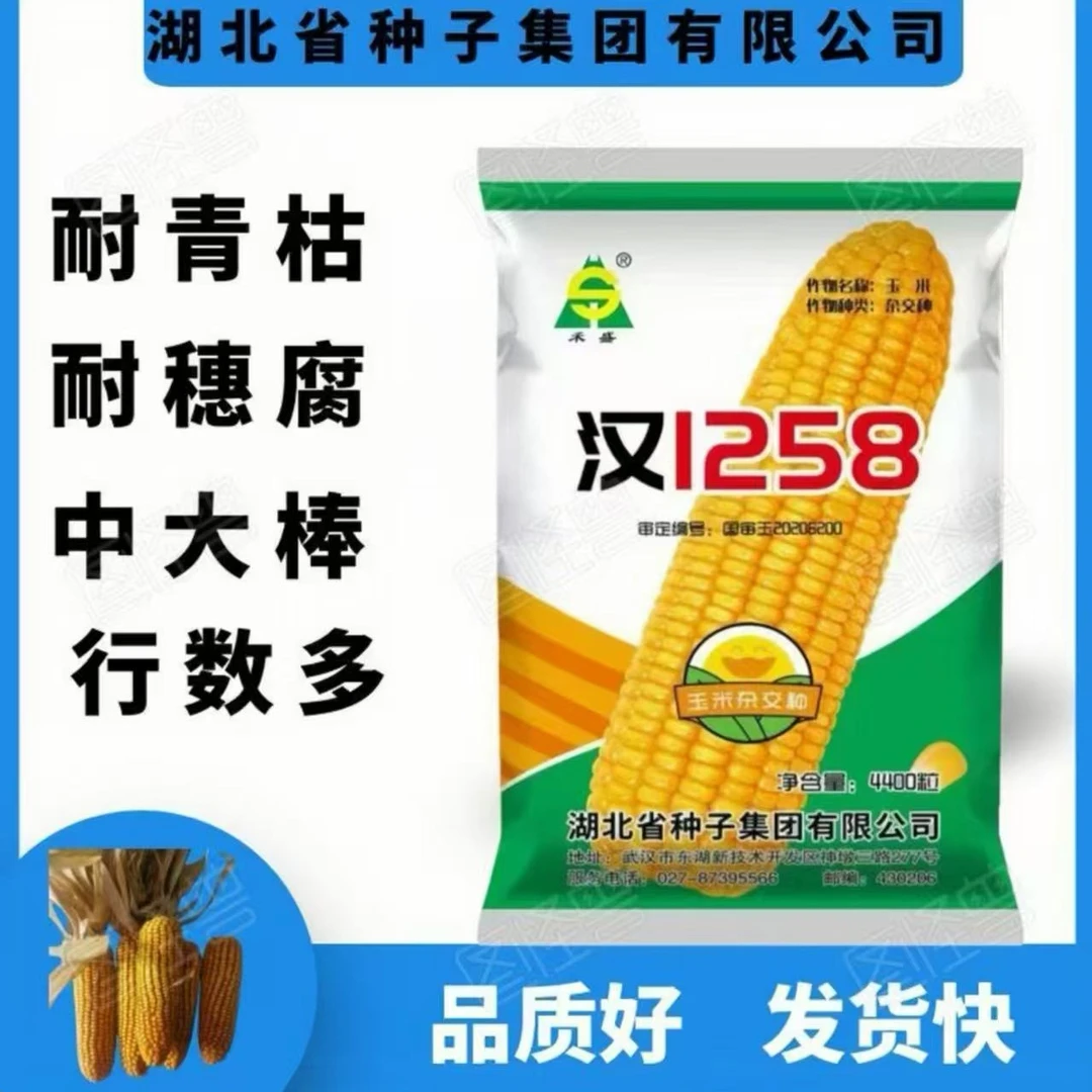 国审汉1258（杰）抗穗腐马齿白轴大棒抗病抗倒高产正品