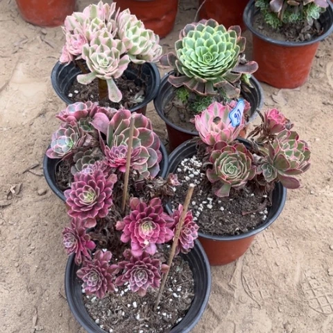 917多肉植物组合，