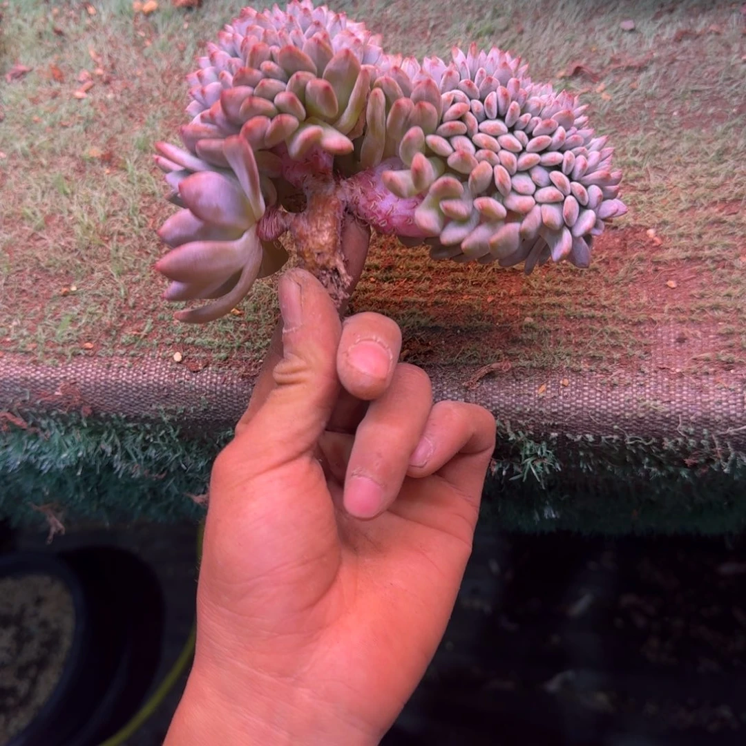 星影树缀无砍多肉