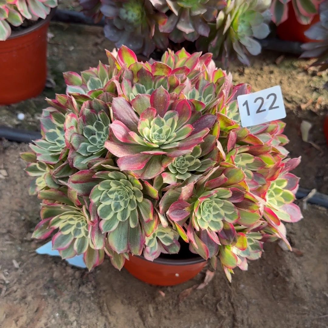 千玺多肉122号法师多肉法师