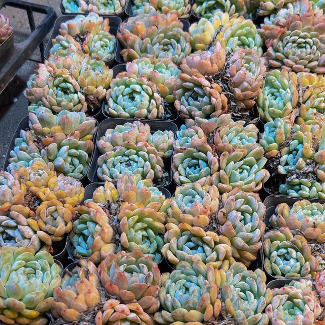 877多肉植物和植物在