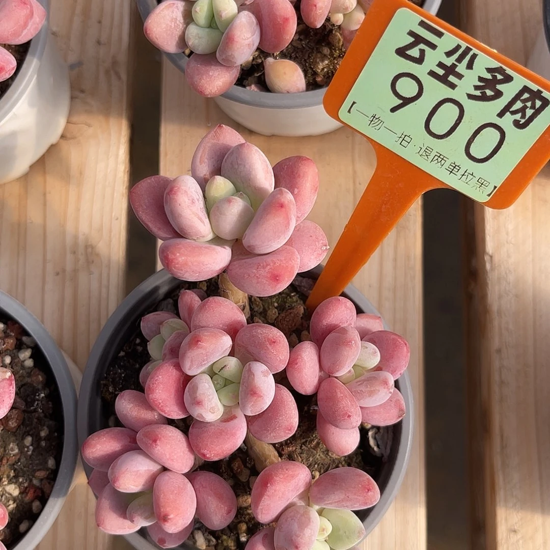 云尘多肉一物一拍 900,