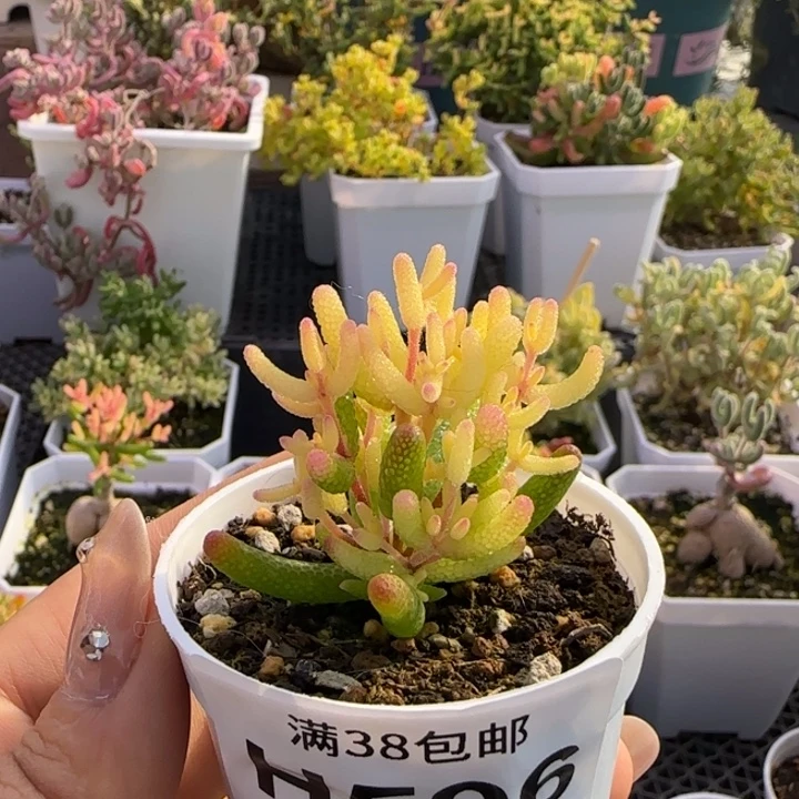 596-真飞机猪植物枝干