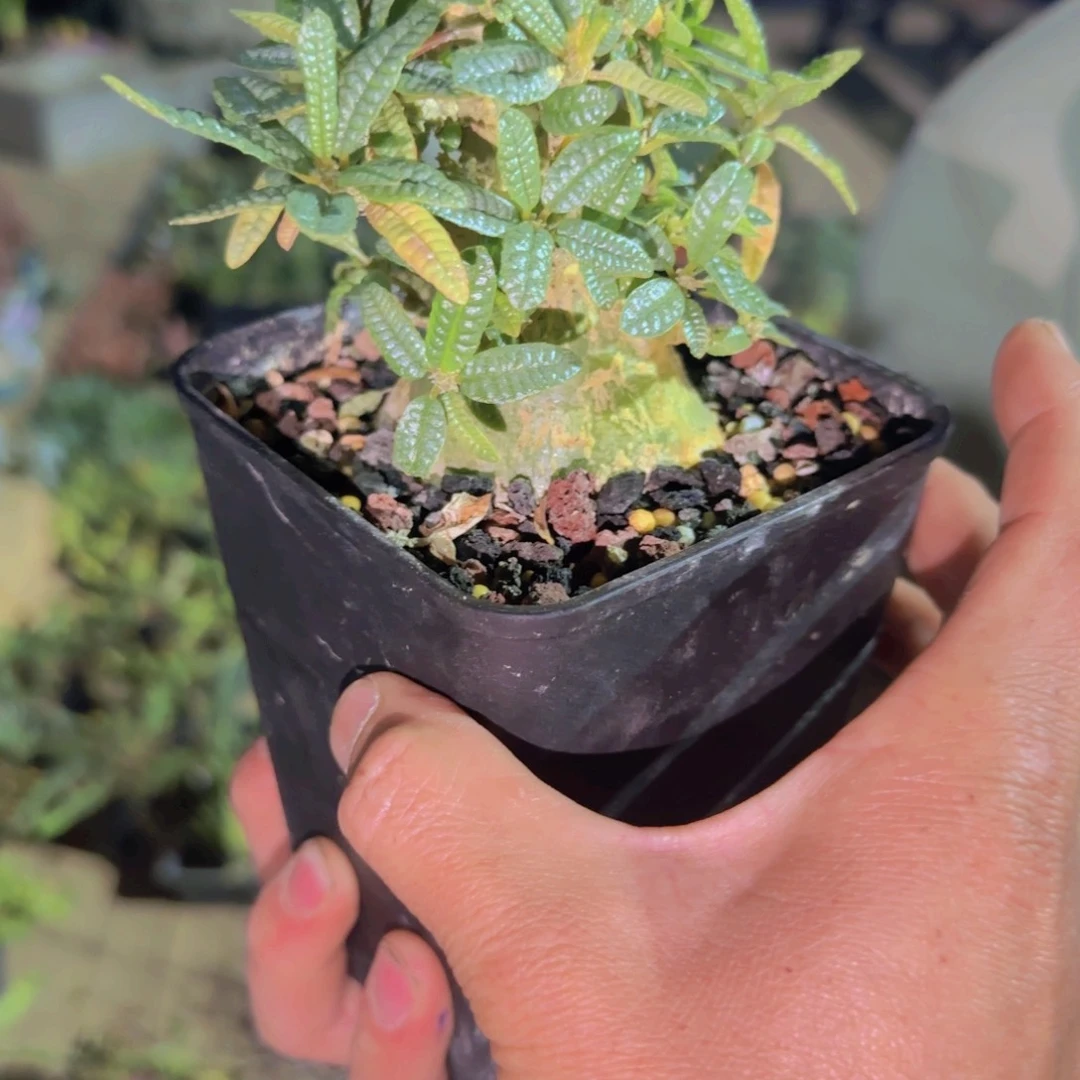 健****力块根植物块根植物