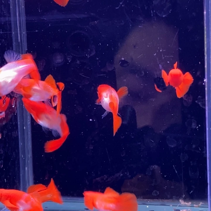 孔雀鱼红分水10条包邮