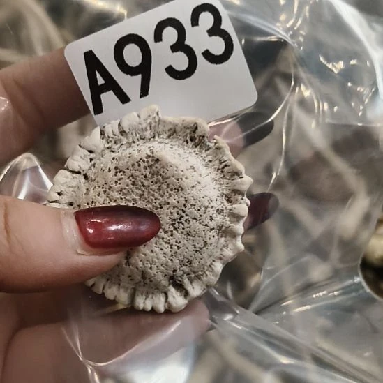 河***豚鹿角鹿角鹿角鹿角鹿角