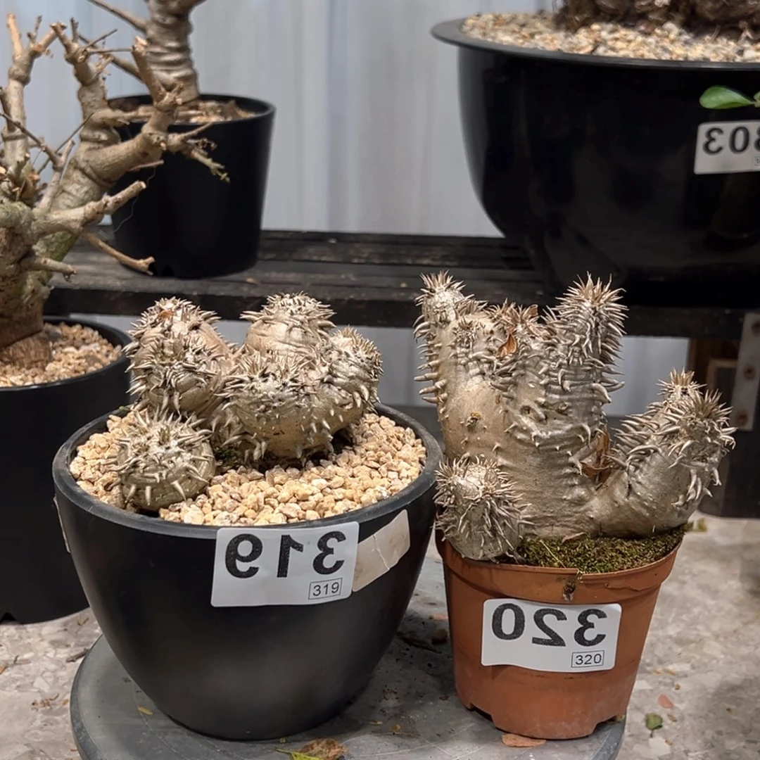 j***t319-320大黑块根植物脱土发货