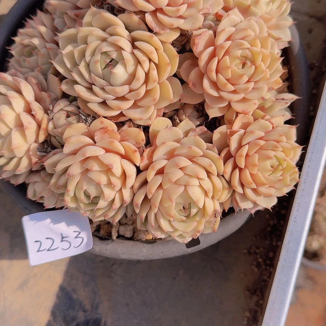 明***好2253本巴多肉植物