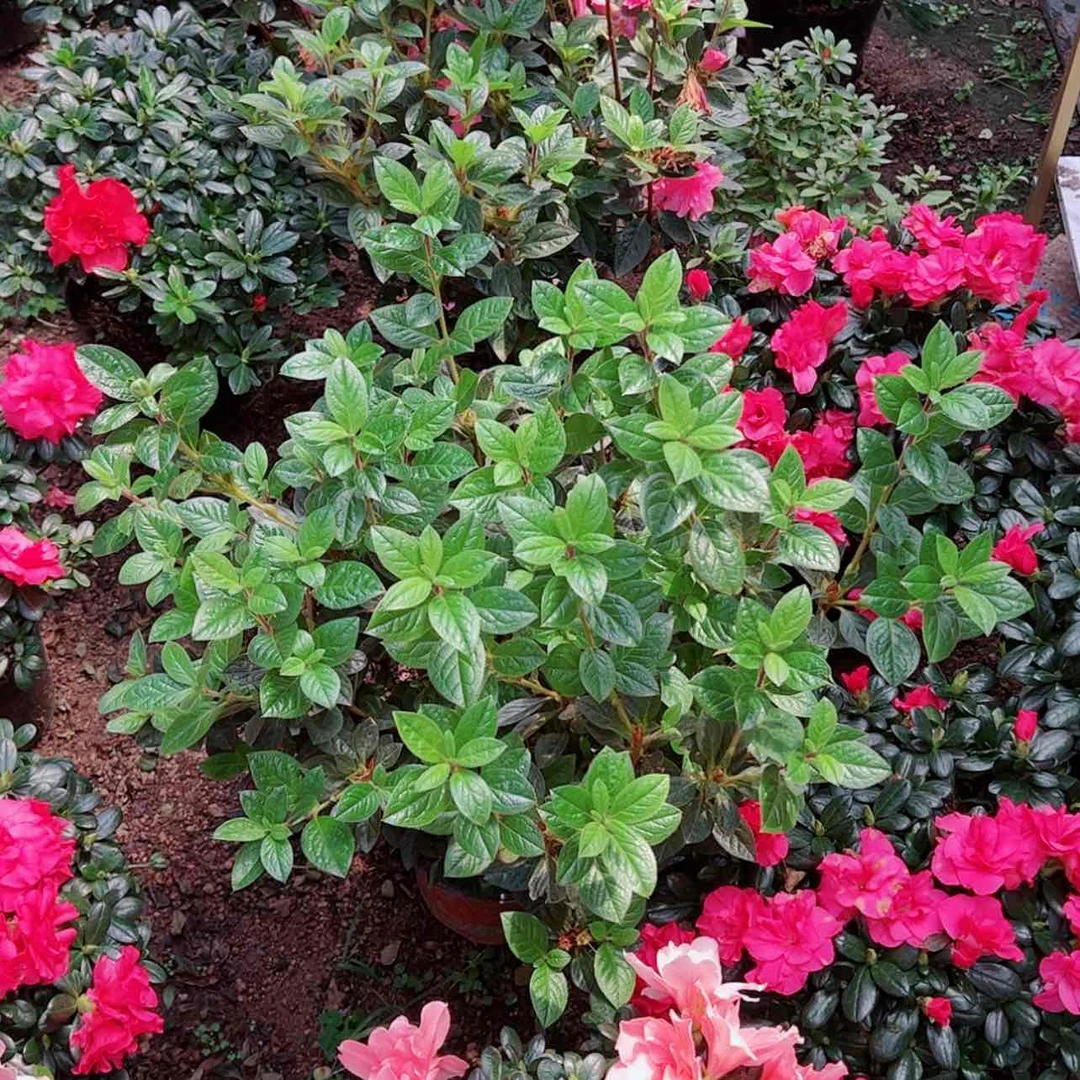 【闪购商品】大部分花苞少量开放