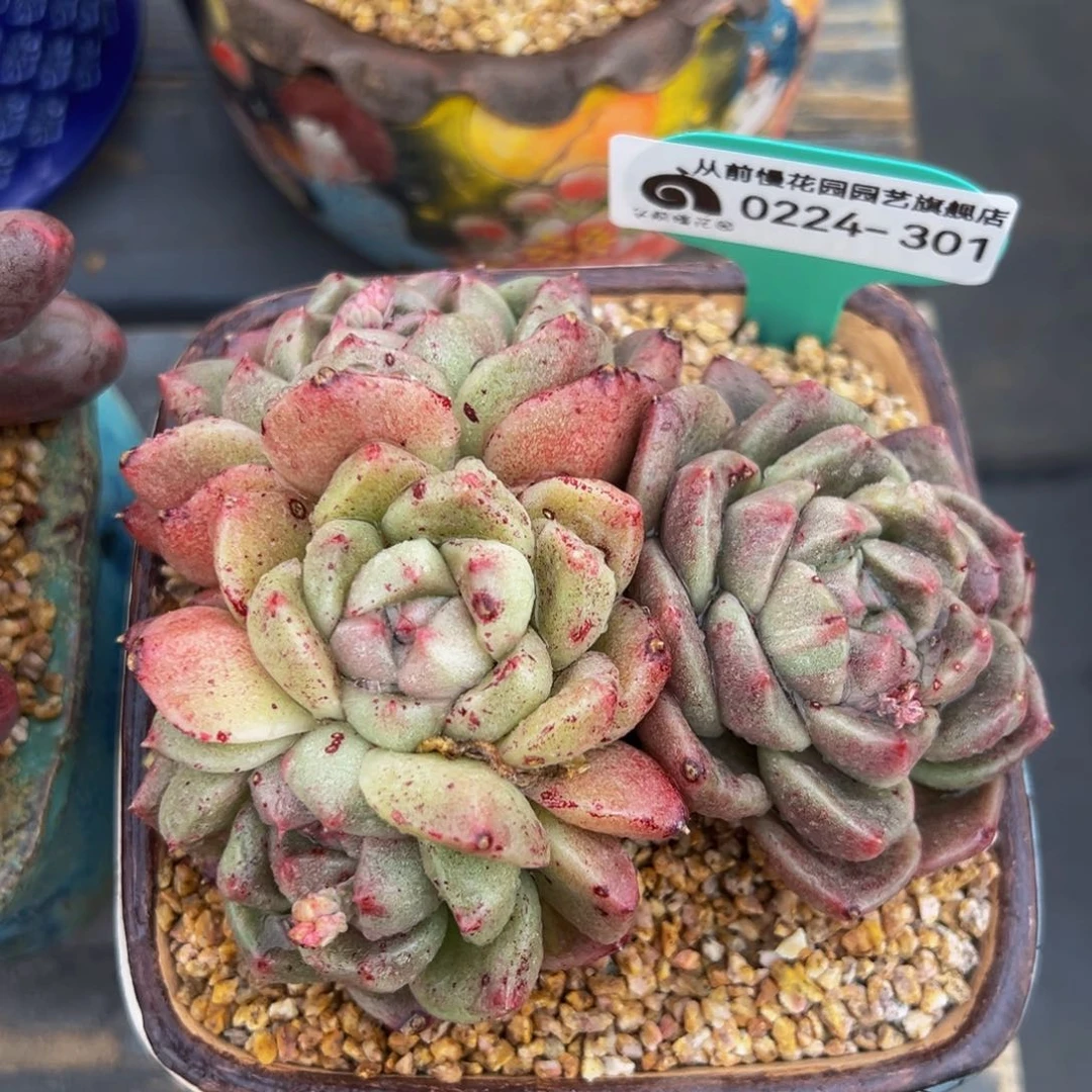 从前慢多肉精选编号0224.301