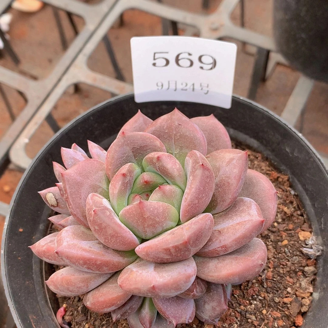 【闪购商品】云569号