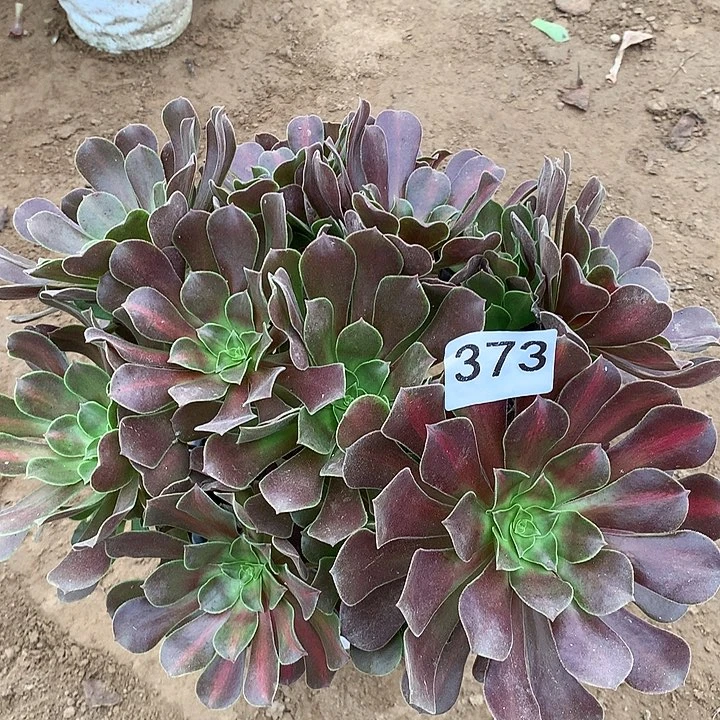 无花朵373花娜多肉