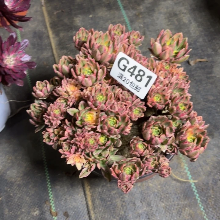 瑞妈一物一拍481