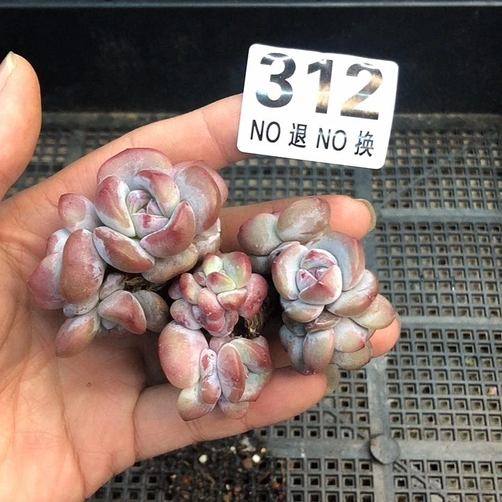 星影石榴籽福利出咯 312