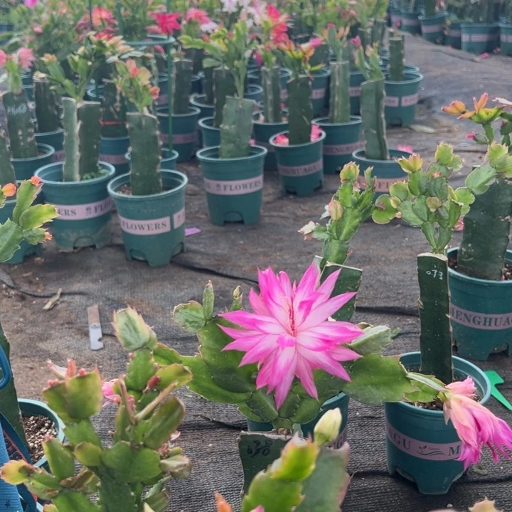 木***语33号038粉色花朵00000