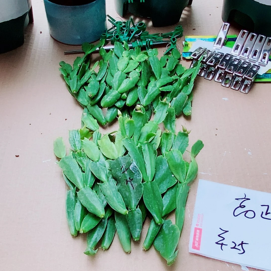 高***霞无花朵叶片福利一物一拍
