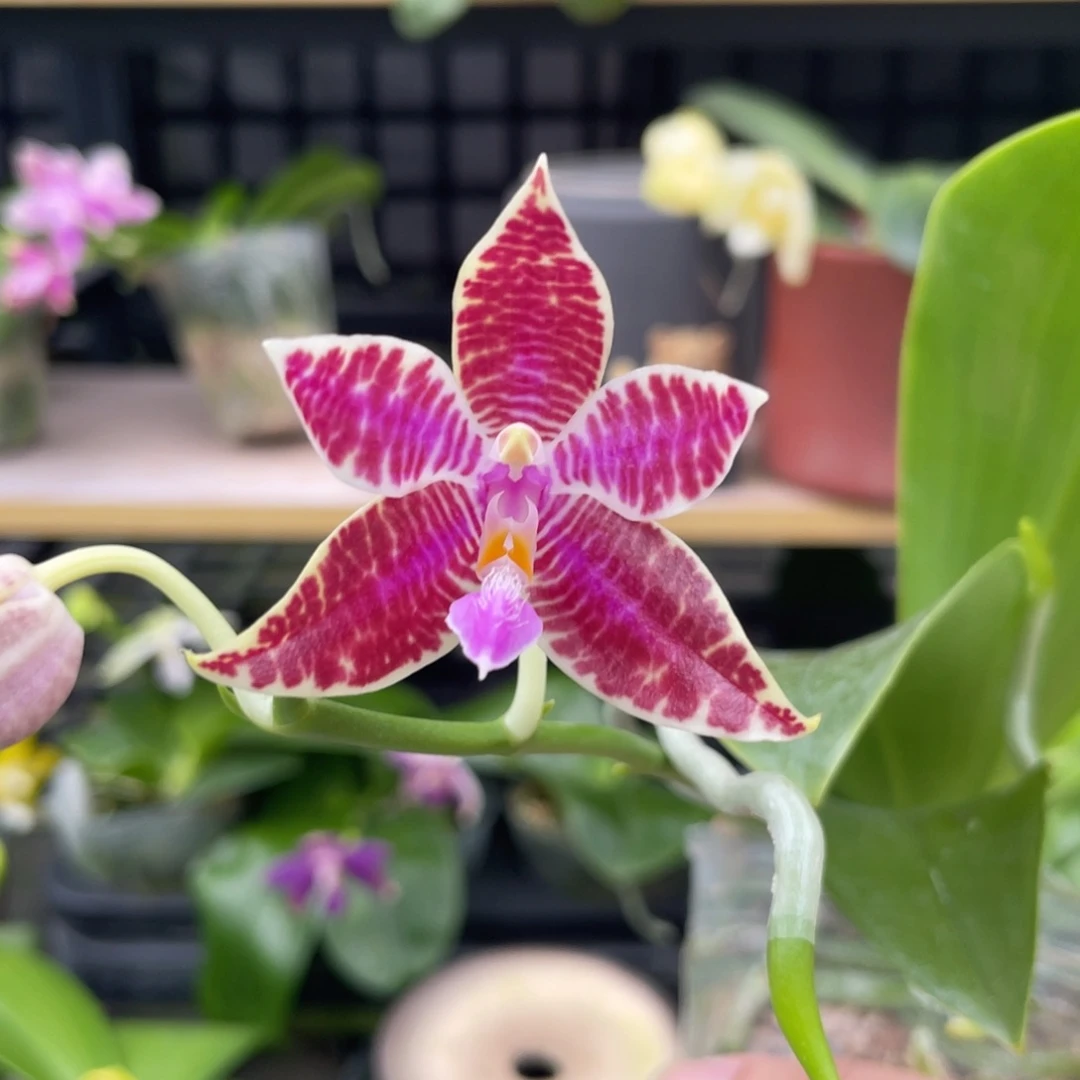 完全开放22KO，2.5杯开花株