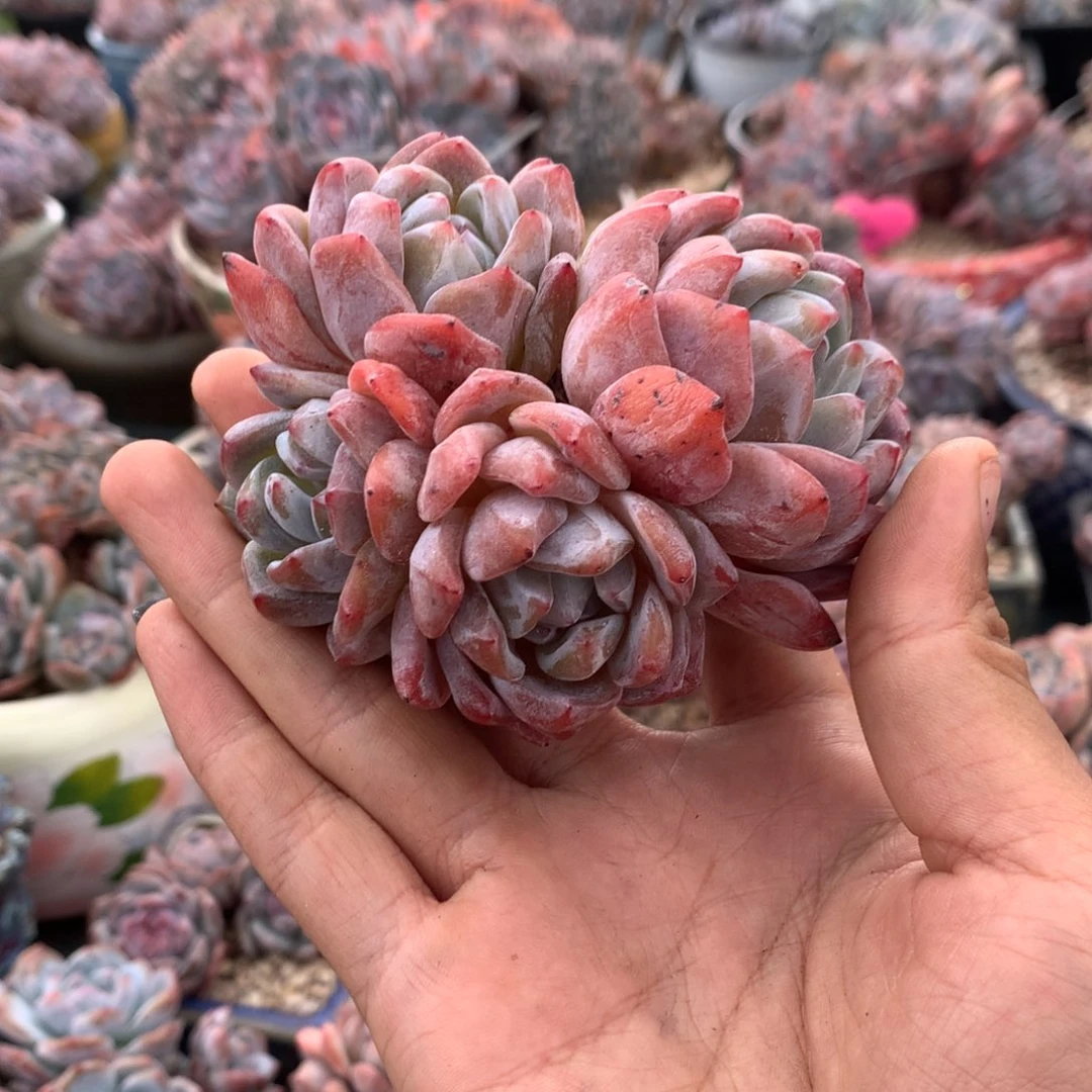 四头粉星影花花花花