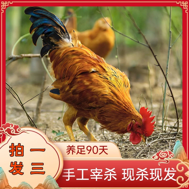 【拍1发3】大别山竹林散养童子鸡纯粮谷喂养现杀土鸡散养土鸡农家