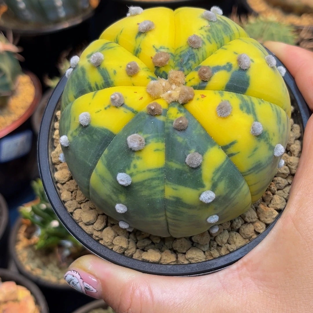 大兜锦Zzzzzzzzzzzzzzxxxx