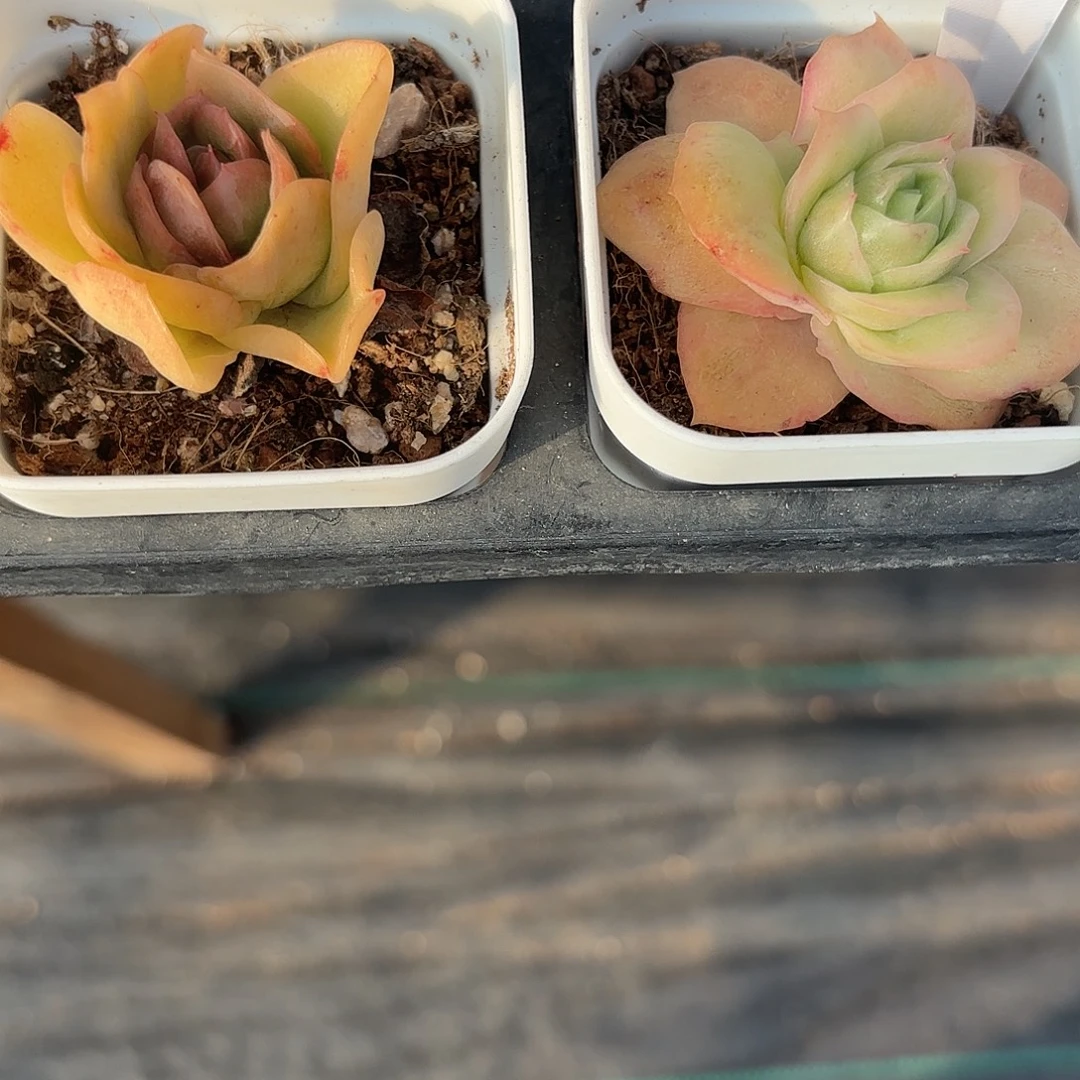 精品凤鸿美人多肉植物