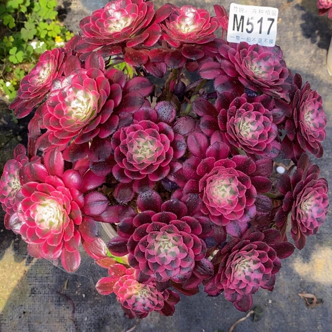 全部花朵517红彤嫩桩一棵