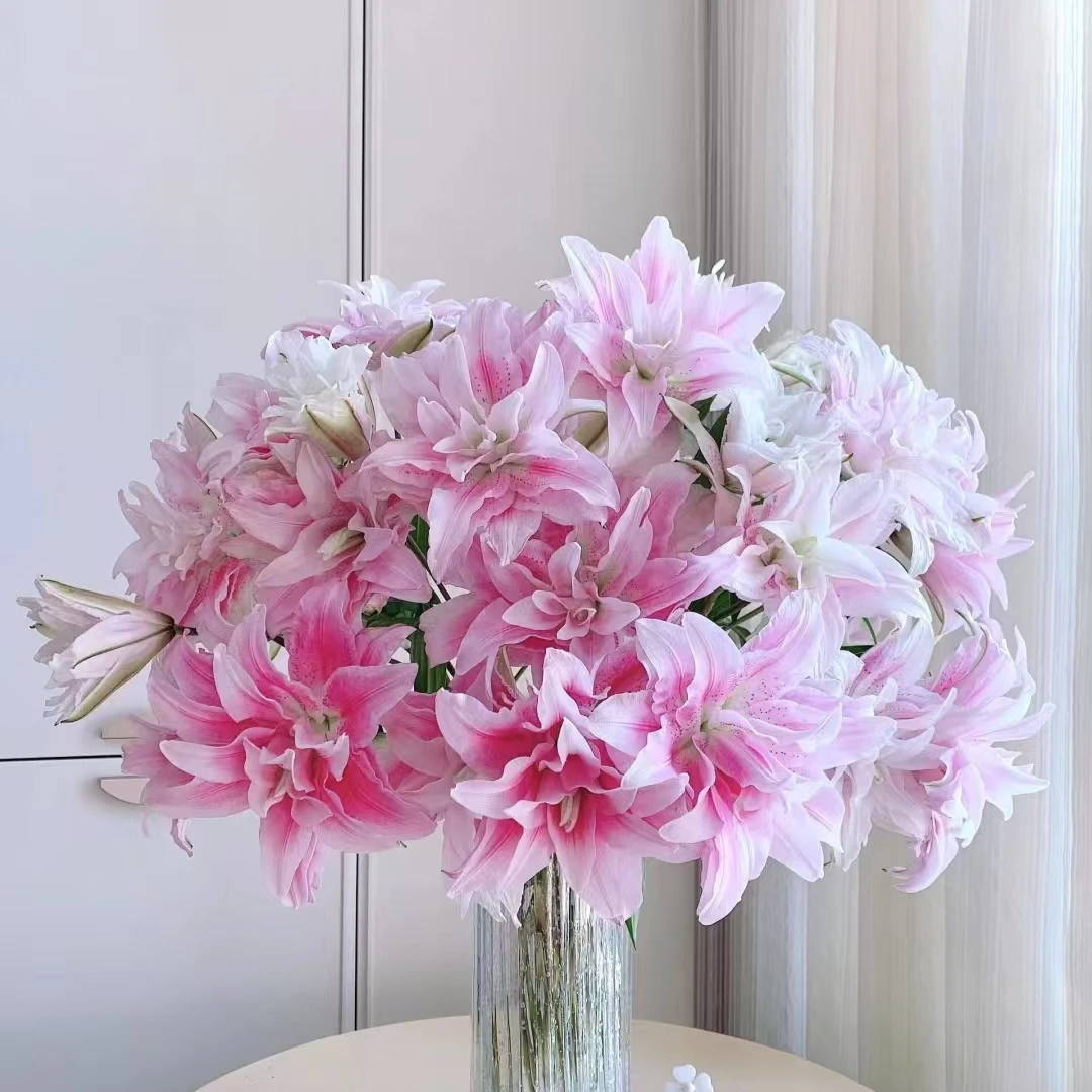 伊莎贝拉三头重瓣百合（小花苞）【两单顺丰冷链或京东空运】云南鲜花