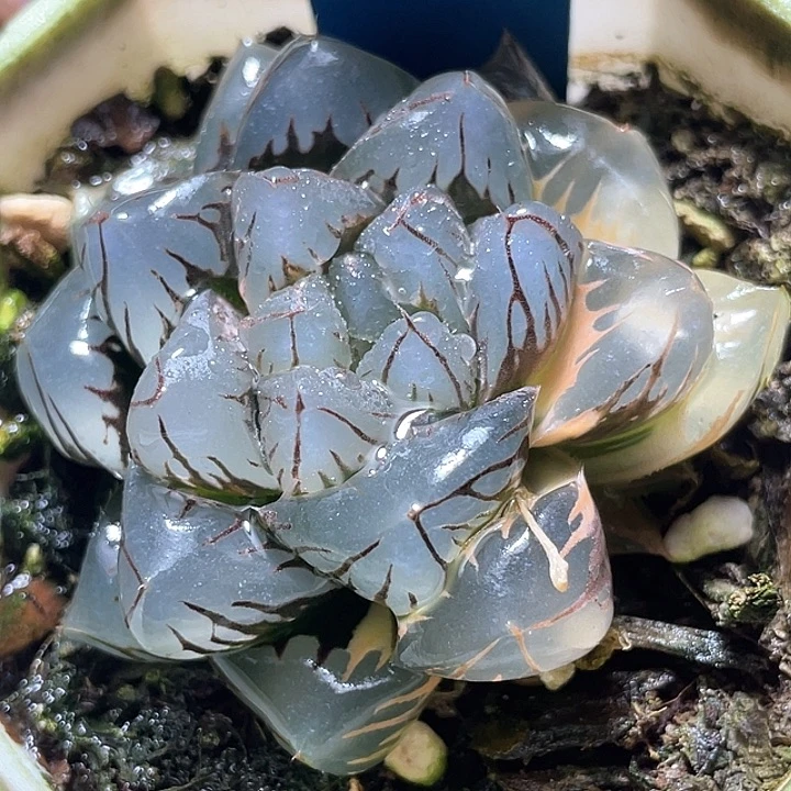 508水中月玉露锦特选福利