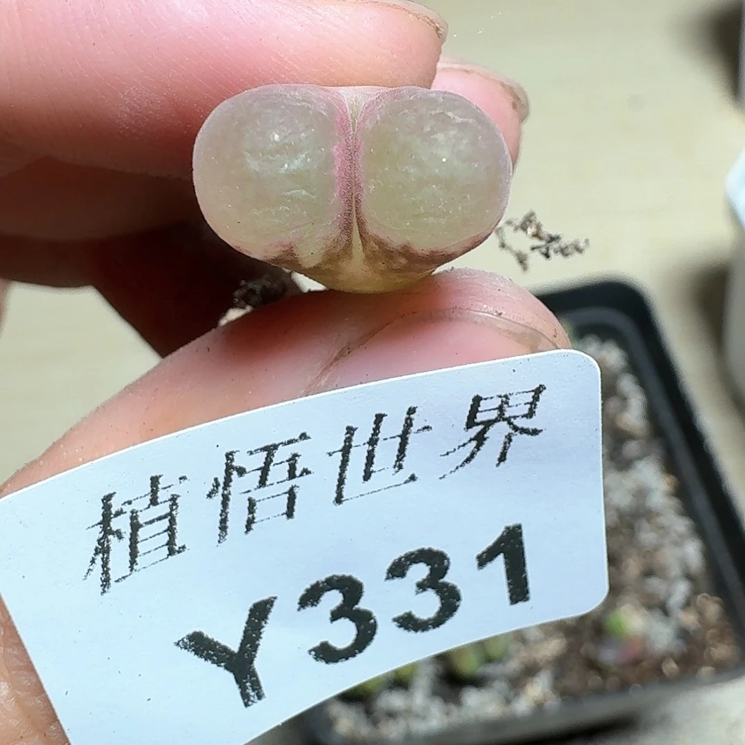 331盒多肉植物哇f f