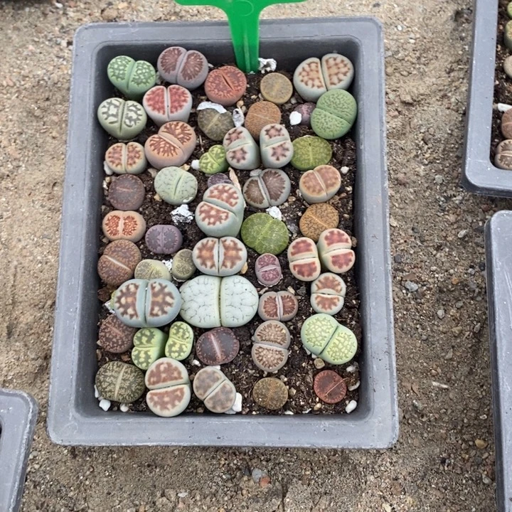 阿***萍生石花等植物的生长881