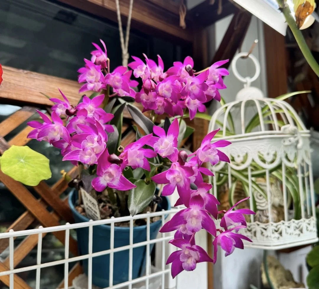 一物一拍石斛兰直播间所见即所得