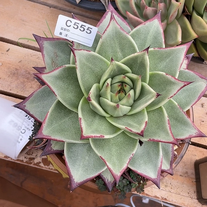 若茹东云单拍C555