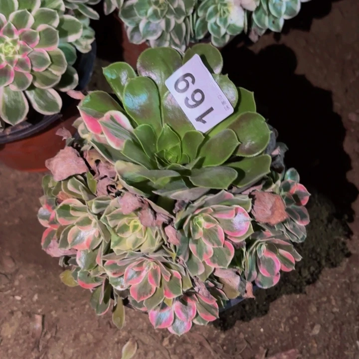 169男神多肉植物不售后