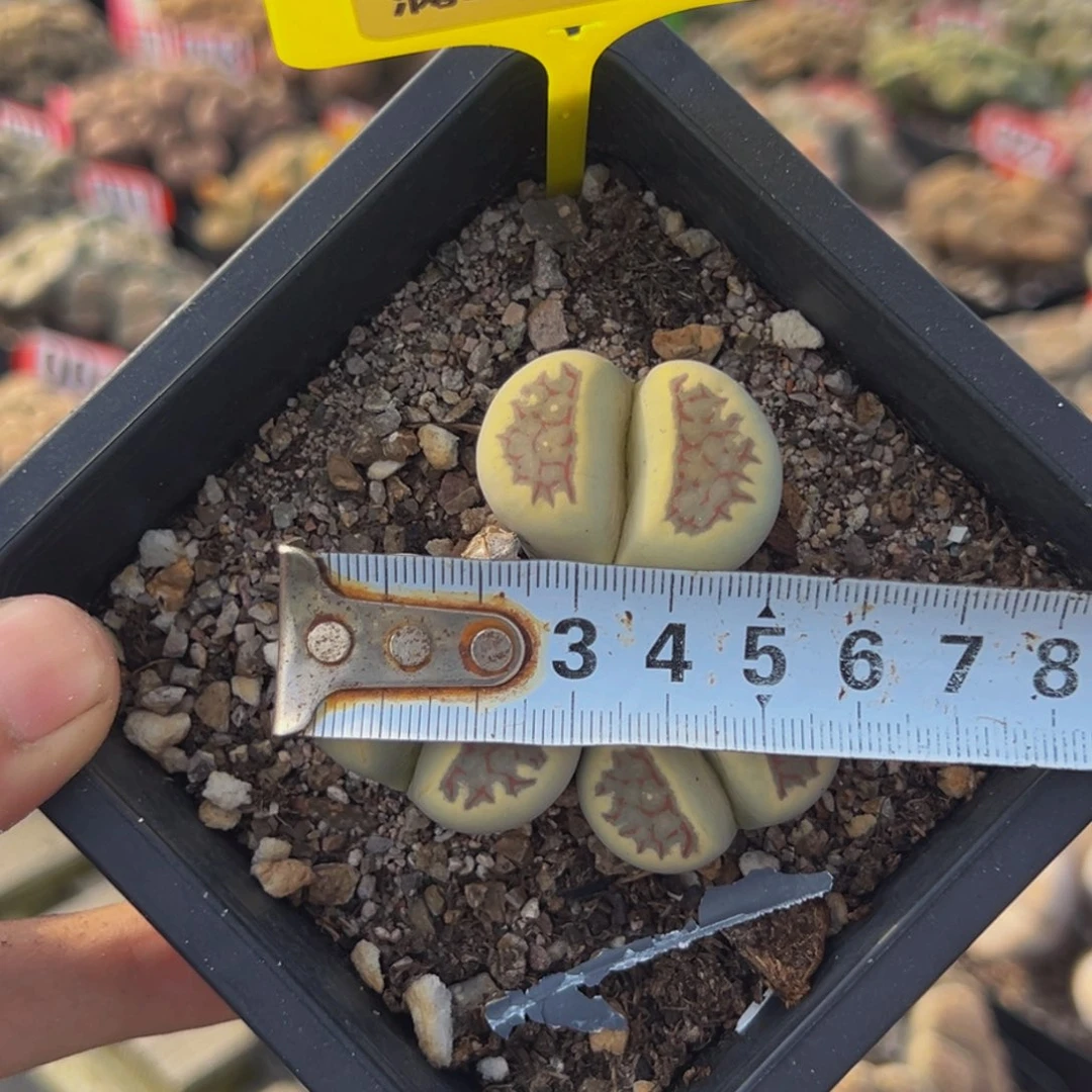 172 生石花大群生大群生