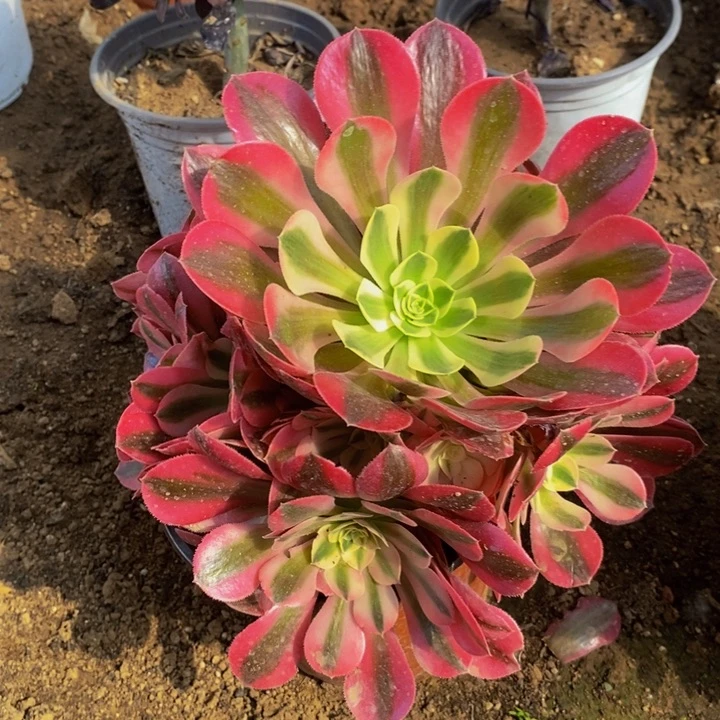 粉女巫手捧花11111