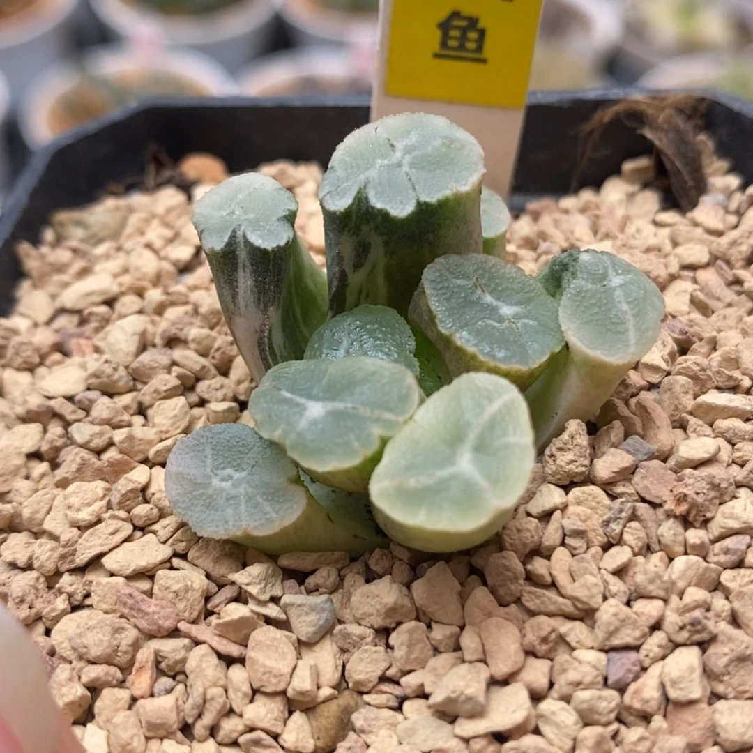 267万象锦，一物一拍
