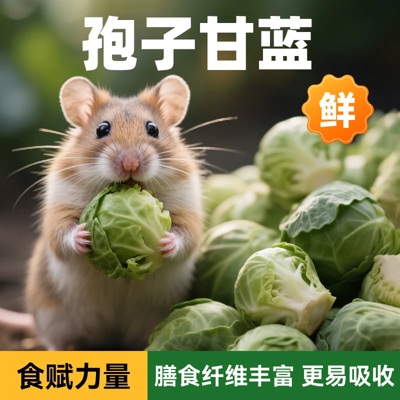 布卡星小仓鼠零食磨牙棒孢子甘蓝冻干金丝熊花枝鼠营养粮食专用品