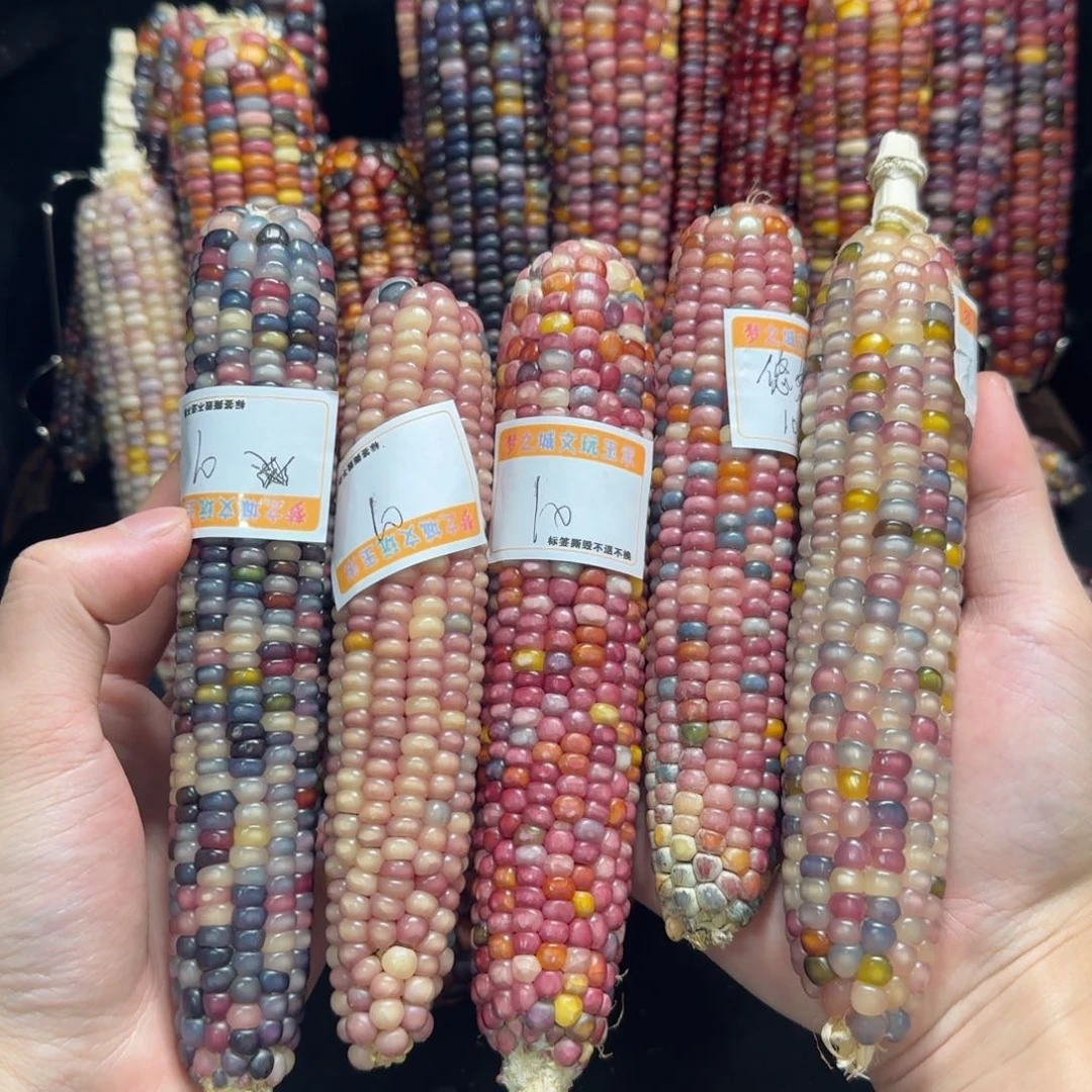 玉米悠*文玩玉米