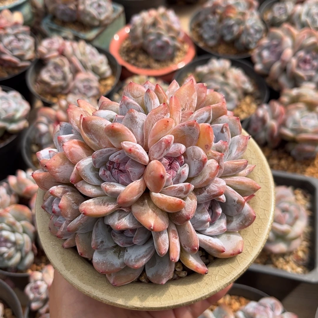 10头捧花哈哈哈哈哈哈