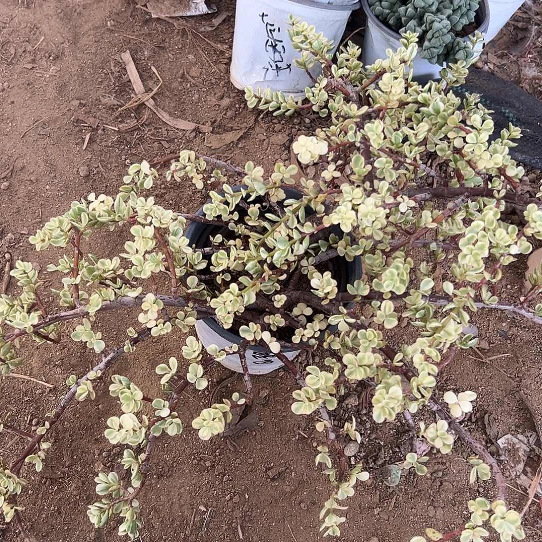 多肉植物雅乐之舞
