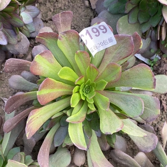 199哈迪斯多肉植物