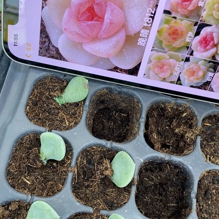 风花婉晴812芽苗一个多肉