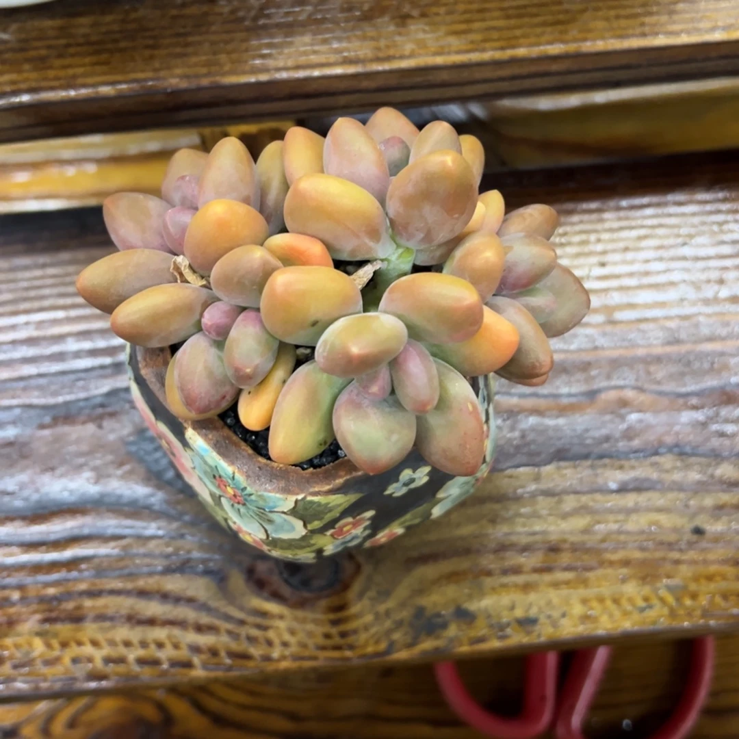 张张精品多肉芒果奶