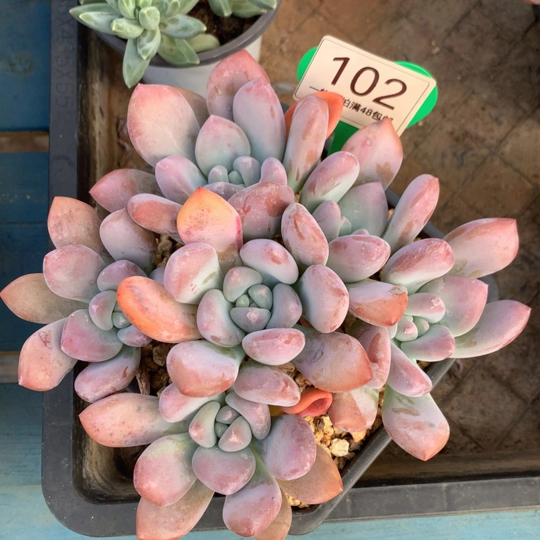 丸叶奥普无砍平头捧花102