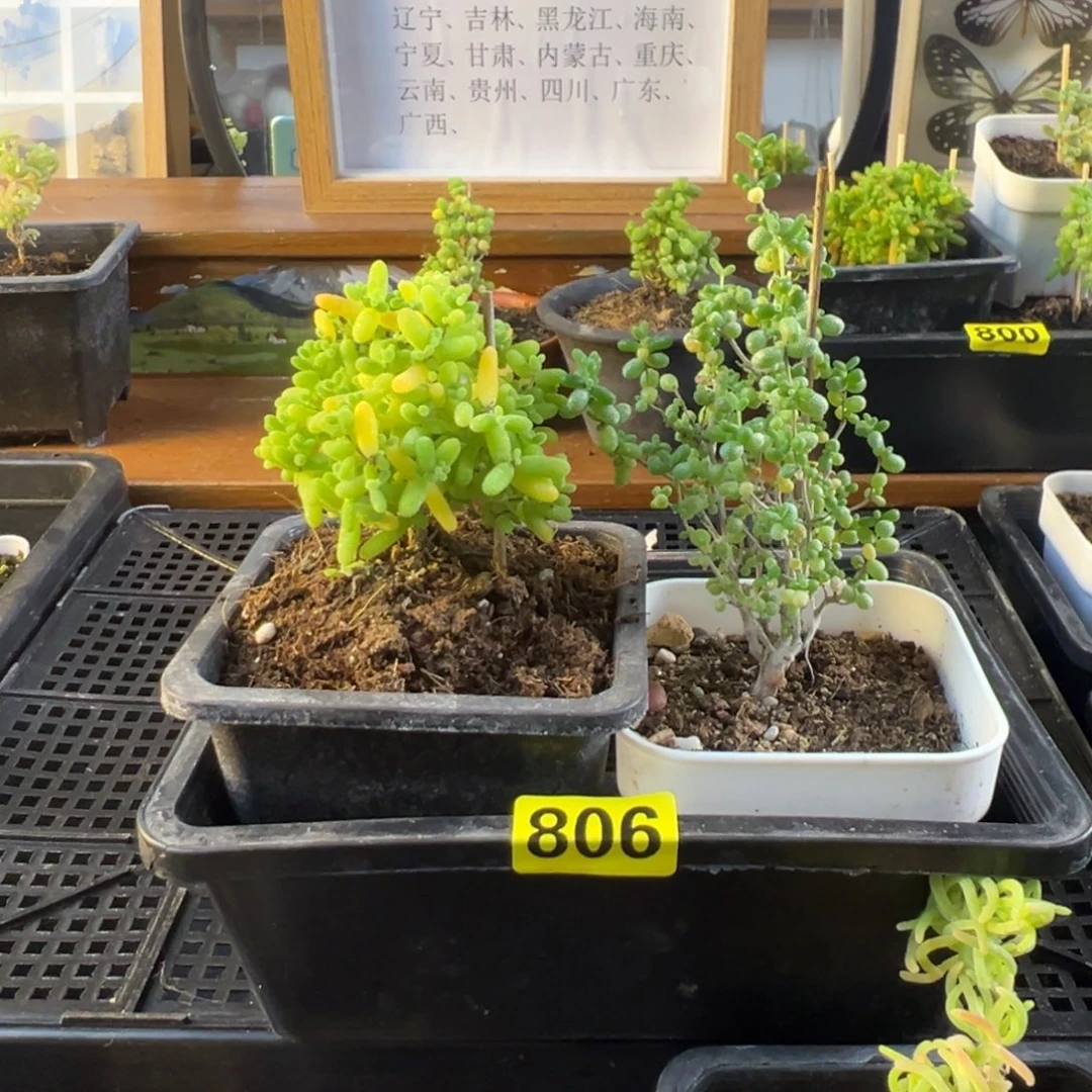 枝干番杏多肉植物806